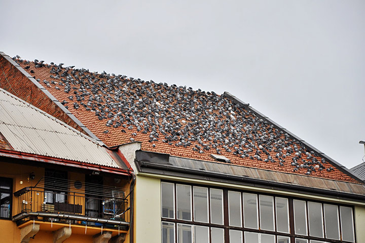 A2B Pest Control are able to install spikes to deter birds from roofs in Leeds. 