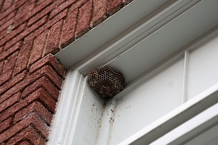 We provide a wasp nest removal service for domestic and commercial properties in Leeds.